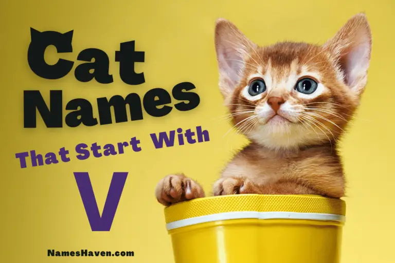 150+ Cute Cat Names That Start With V