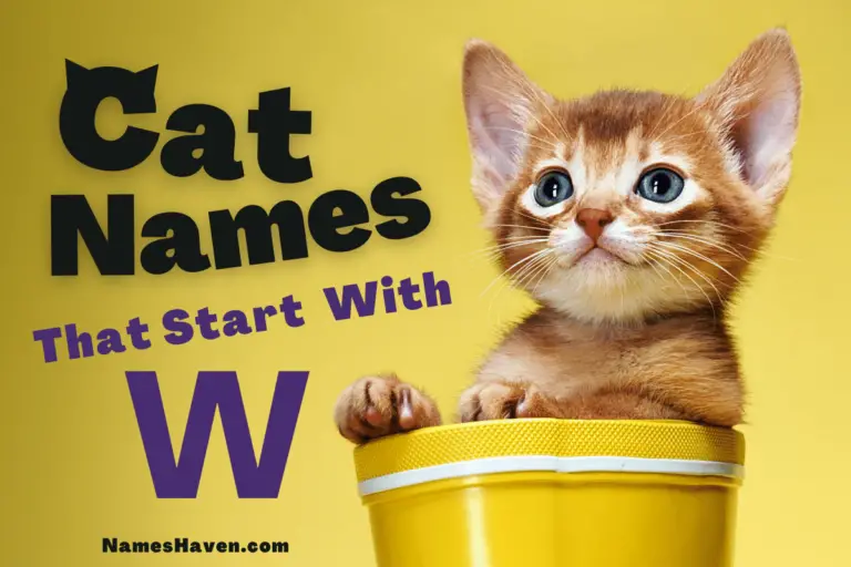 150+ Cute Cat Names That Start With W