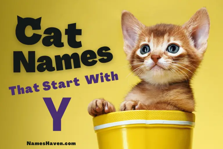 150+ Catchy Cat Names That Start With Y