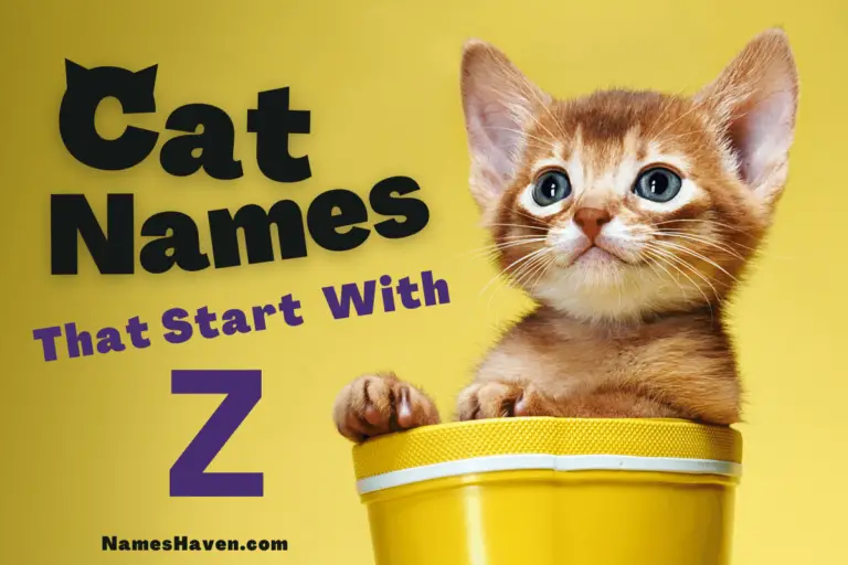 Cat Names That Start With Z