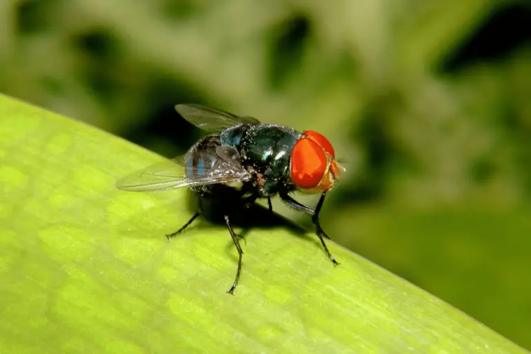250+ Funny Fly Names For Your Buzz Buddy