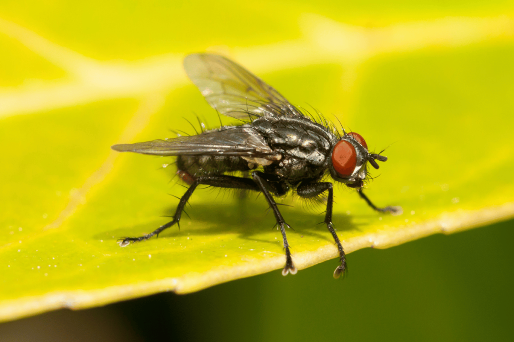 Male Fly Names