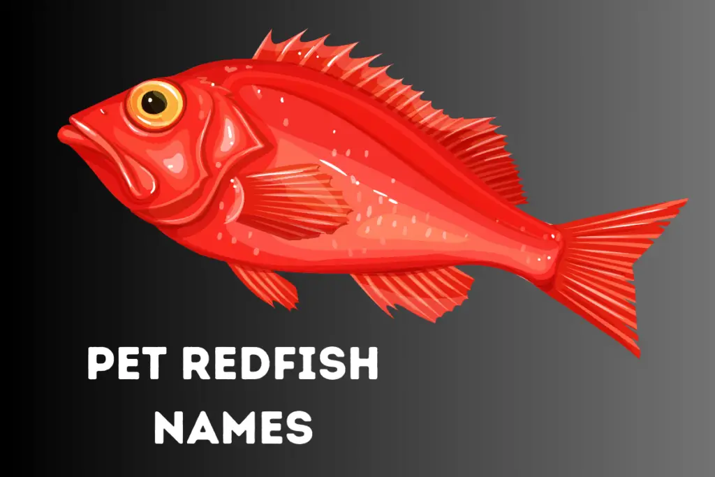 Pet Red Fish Names Ideas