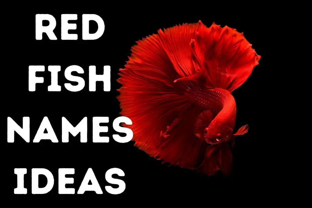 Red Fish Names Ideas