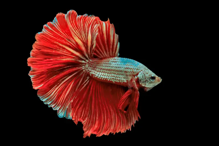 250+ Catchy Red Fish Names For Your Aquarium Pet