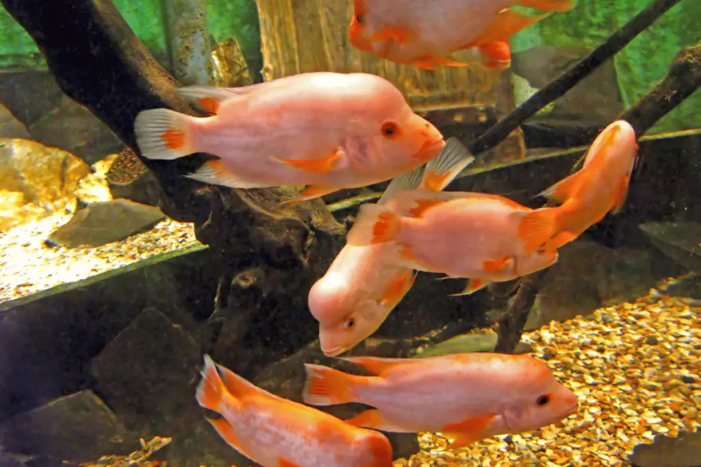 cool Pink Fish