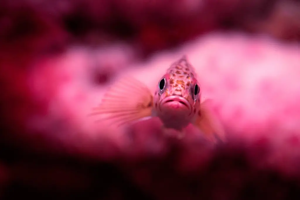Cute Pink Fish 