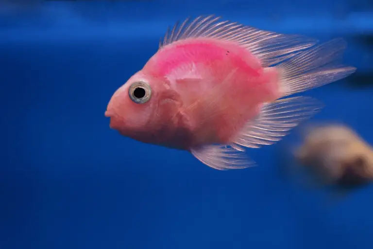200+ Cute And Catchy Pink Fish Names