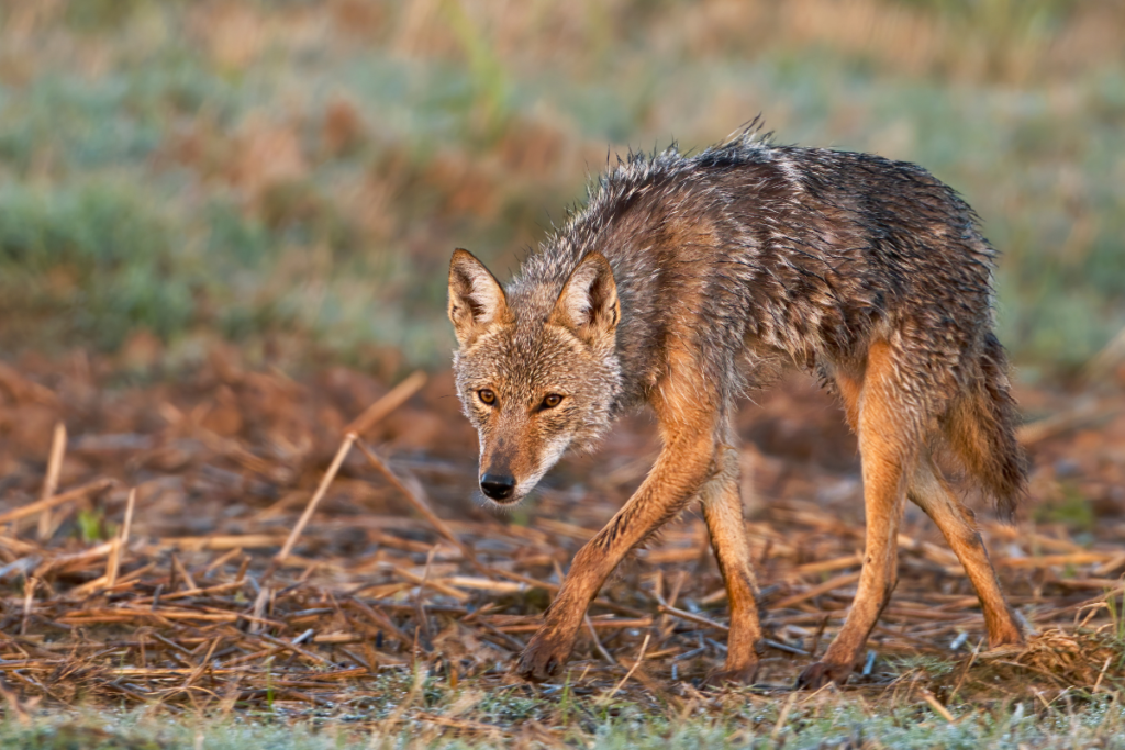 cute Coyote Names