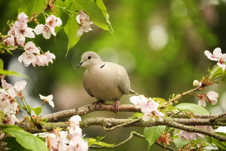 200+ Cute And Catchy Dove Names With Generator