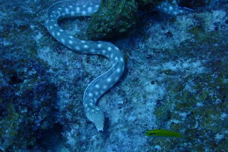 200+ Cool And Catchy Eel Names With Generator