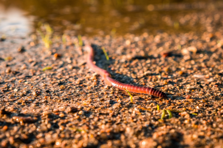 200+ Cool And Catchy Worm Names With Generator